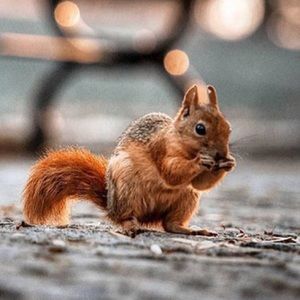 Meet your Posher, Hank